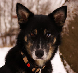 Hundebetreuung Friedrichshain 1